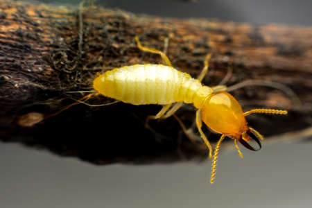 Termite on brushwoodの写真素材