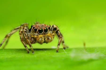 Jumping spider on green leafの写真素材