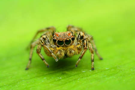 Jumping spider on green leafの写真素材