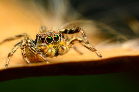 Jumping spider on a dry leafの写真素材