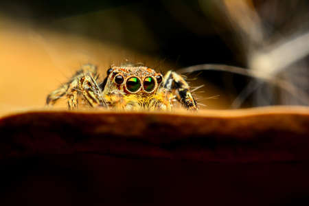 Jumping spider on a dry leafの写真素材
