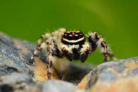 Jumping spider on the rockの写真素材