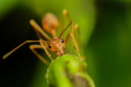 Red ant walking on the branchの写真素材