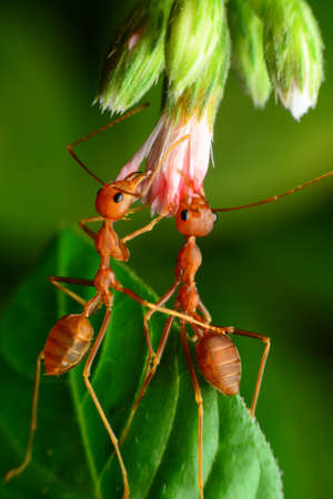 Red ants helped pull flowers