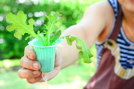Woman show hydroponic vegetable grown at homeの写真素材