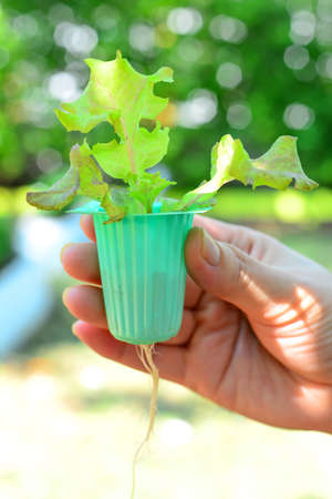 Woman show hydroponic vegetable grown at homeの写真素材