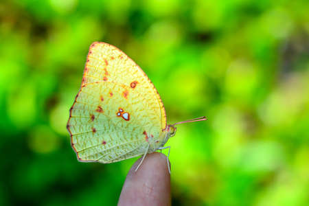Butterfly on finger