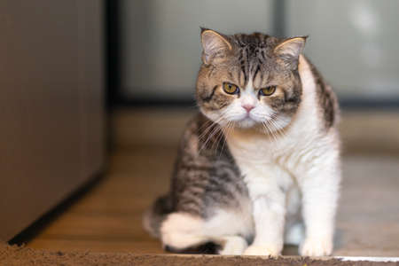 Close-up of white grey brown of cat sit in the room, Selective focus.