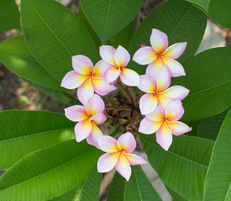 Plumeria  Beautiful pink inflorescence の写真素材