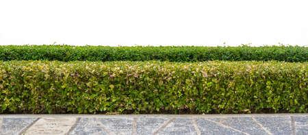 green hedge or Green Leaves Wall on isolatedの写真素材