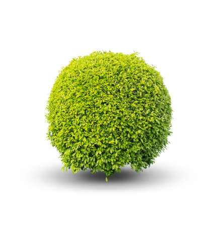 Green bush on a white background .isolated - Clipping pathの写真素材