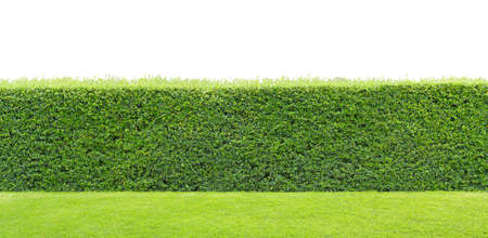 green hedge or Green Leaves Wall on isolatedの写真素材