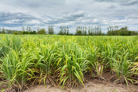 Sugarcane  fieldの写真素材