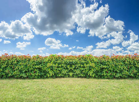 hedge with sky and grassの写真素材