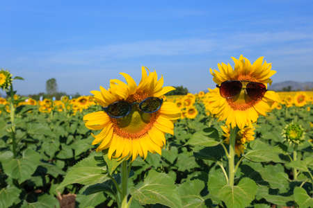 Sunflower fieldの写真素材