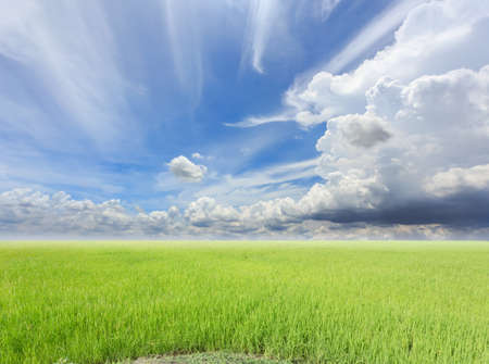 rice field under blue skyの写真素材