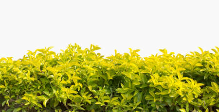 hedge  isolated の写真素材