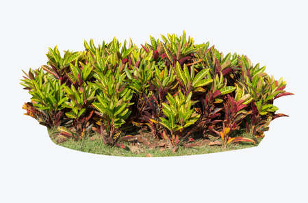 bush isolated on white background
