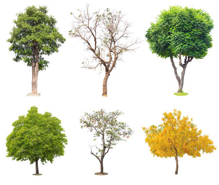 Six Tropical trees isolated on white backgroundの写真素材