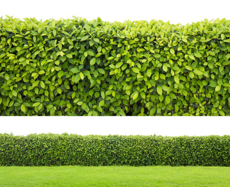 green hedge or Green Leaves Wall on isolated