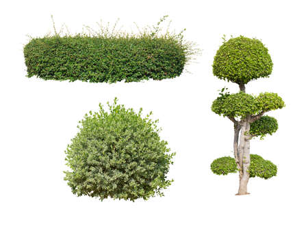 bush on white background  isolatedの写真素材