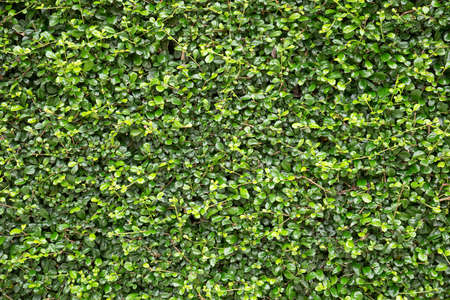leaves wall texture background