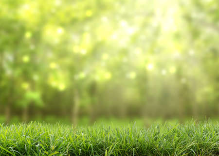 green abstract nature backgroundの写真素材