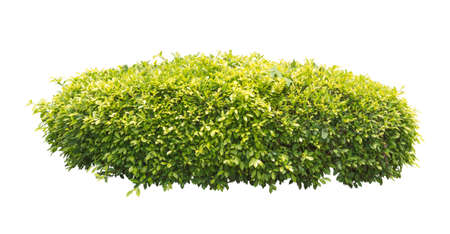 green bush isolated on white backgroundの写真素材