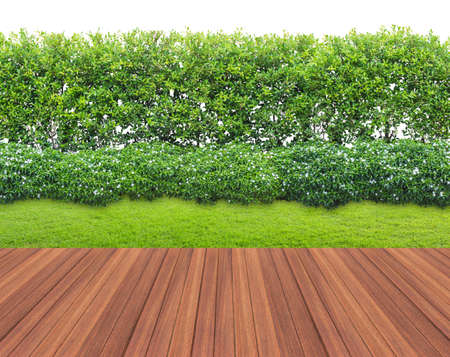 Lawn and wooden floor with hedge isolated.の写真素材