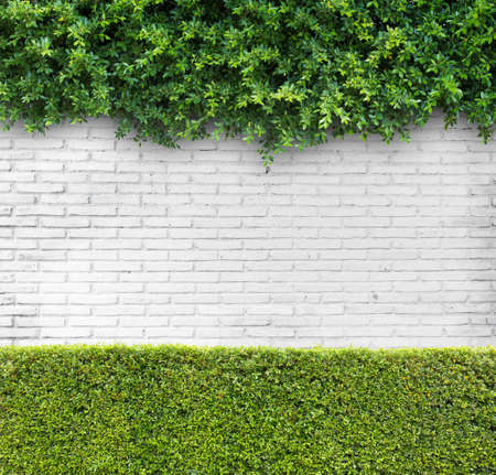 White brick wall with Green hedgeの写真素材
