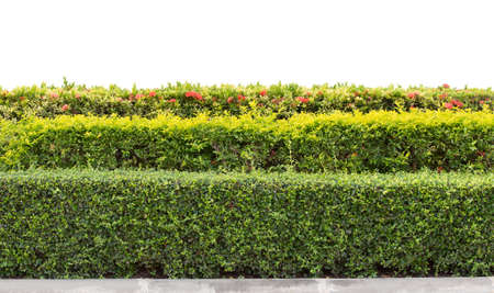 Green hedge or Green Leaves Wall isolatedの写真素材