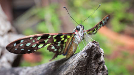 Green butterflyの写真素材