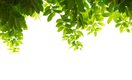 Green leaves frame isolated,Objects with Clipping Pathsの写真素材