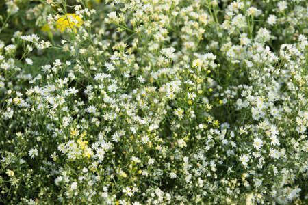 White cutter flower