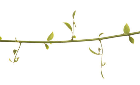 green leaf isolated on white backgroundの写真素材