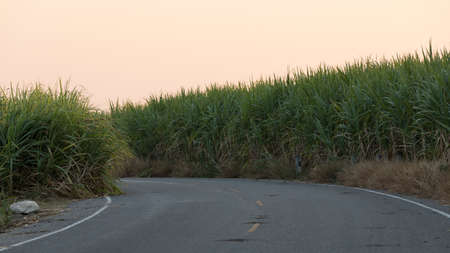 Sugarcane field in thailandの写真素材