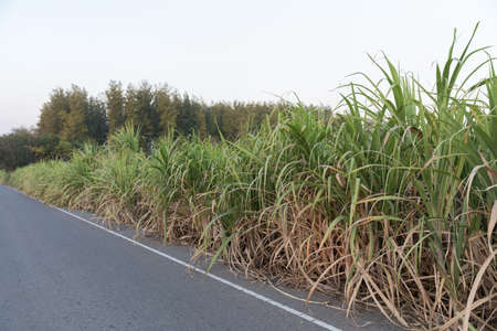 Sugarcane field in thailandの写真素材