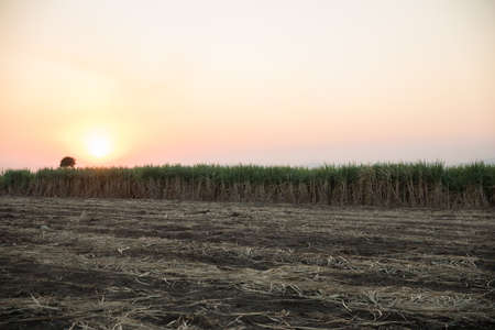 Sugarcane field in thailandの写真素材