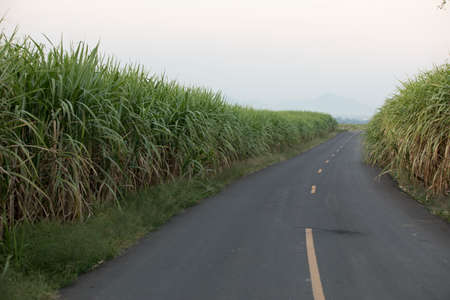 Sugarcane field in thailandの写真素材