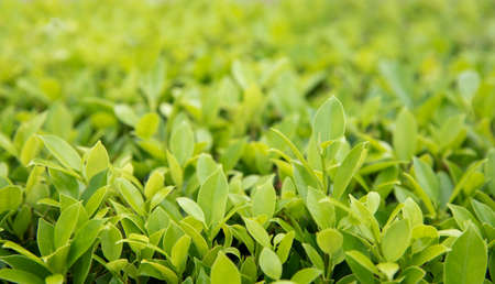 Green leaves background
