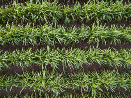 Top view of Sugarcane fieldの写真素材