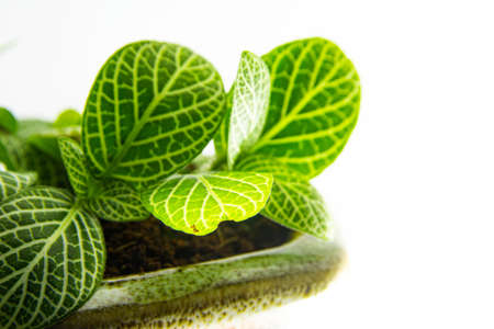 Plant pot Green leaf nature