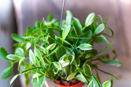 Hanging plant pots on the balconyの写真素材