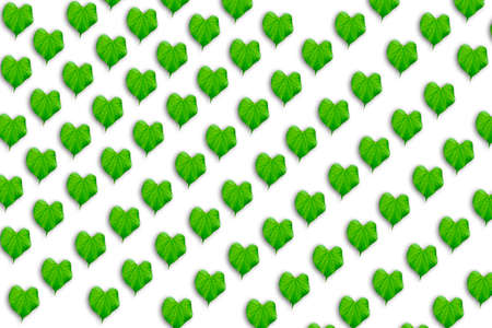 Lonely tropical leaf on a white backgroundの写真素材