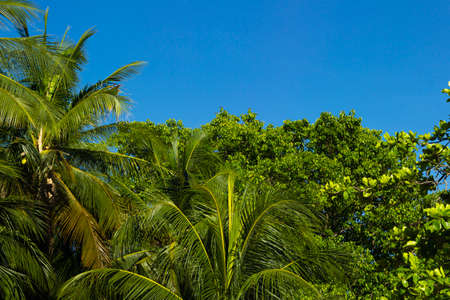 Tree blue sky, tree  blue sky on a sunny day.の写真素材