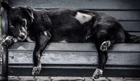 dog sleeps on a public chairの写真素材