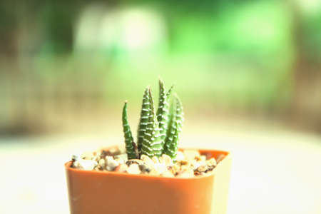 Succulent Harwothia Fasciata Zebraの素材