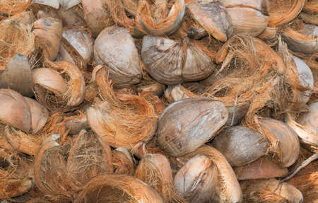 dried spathe of coconutの写真素材