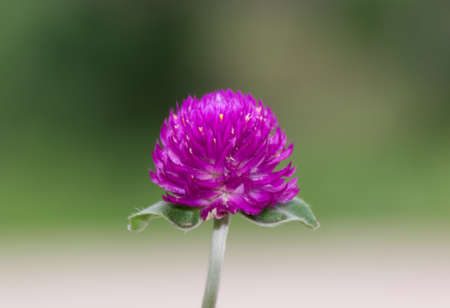 globe amaranth flower