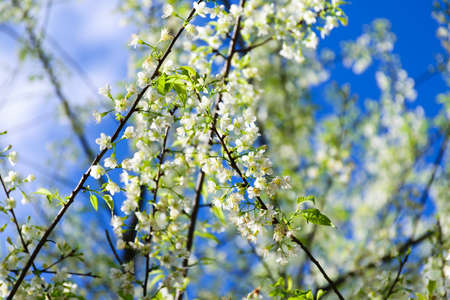 Sakura white flowers tree and sky.
